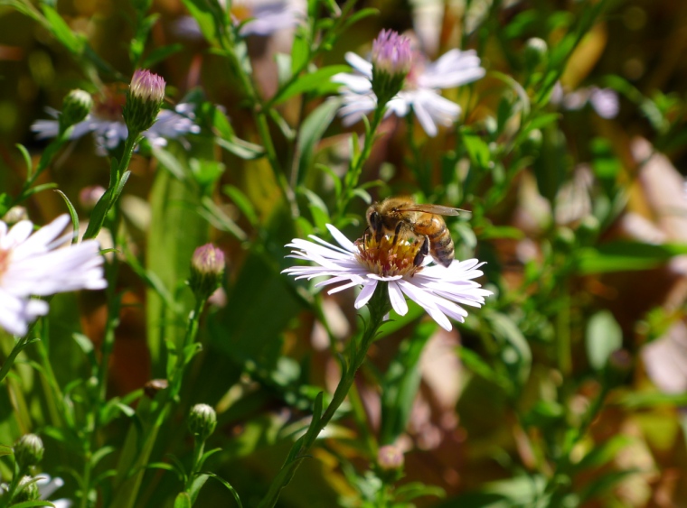 Bienen und Hummeln im Garten © Maja Christ