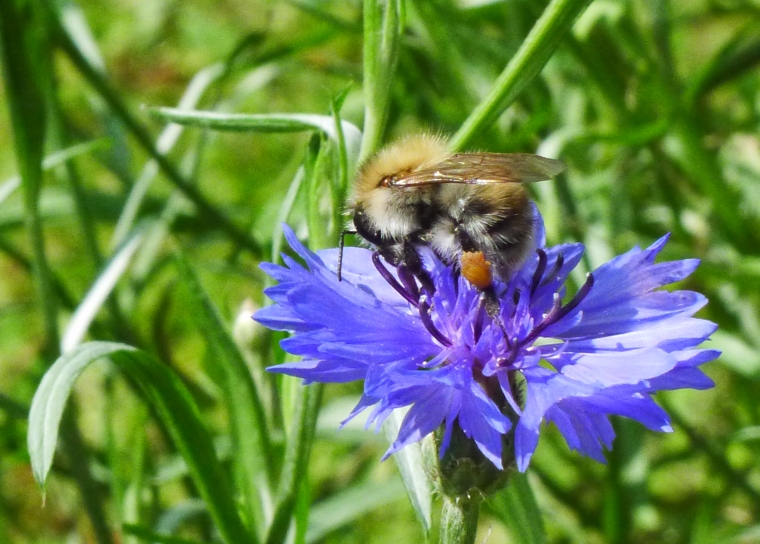 Bienen und Hummeln im Garten © Maja Christ